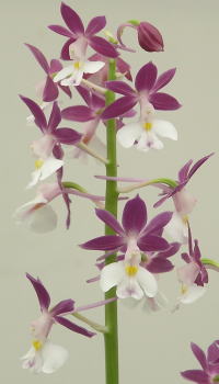 交配NO.1707：玄界×御蔵娘 | コオズ・ニオイエビネの栽培・販売